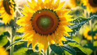 Is Sunflower Oil Healthy? Understanding the Facts